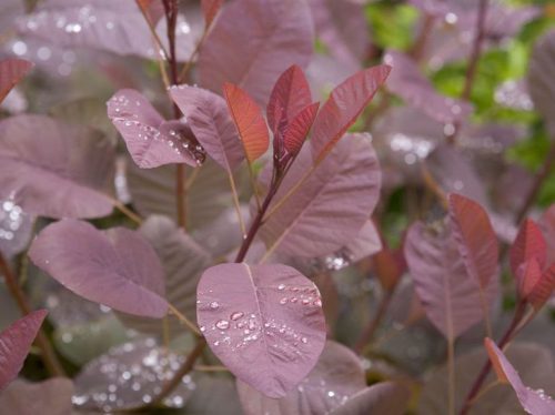 Cserszömörce 'Grace' fajta - Cotinus coggygria 'Grace'