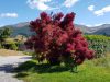 Cserszömörce 'Grace' fajta - Cotinus coggygria 'Grace'