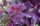 Bordó cserszömörce 'Royal Purple' fajta - Cotinus coggygria 'Royal Purple'