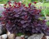 Bordó cserszömörce 'Royal Purple' fajta - Cotinus coggygria 'Royal Purple'