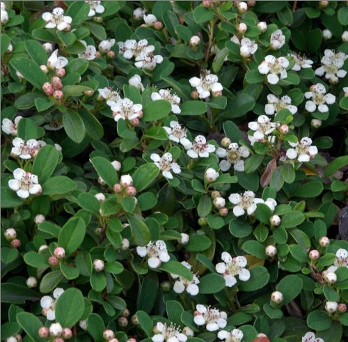 Kúszó madárbirs 'Queen of Carpets' fajta - Cotoneaster procumbens 'Queen of Carpets'