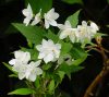 Karcsú gyöngyvirágcserje - Deutzia gracilis