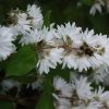 Érdeslevelű gyöngyvirágcserje - Deutzia scabra