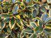 Széleslevelű ezüstfa 'Gilt Edge' fajta - Elaeagnus ebbingei 'Gilt Edge'