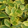 Arany kúszó kecskerágó 'Canadale Gold' fajta - Euonymus fortunei 'Canadale Gold'