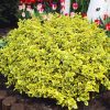 Arany kúszó kecskerágó 'Canadale Gold' fajta - Euonymus fortunei 'Canadale Gold'