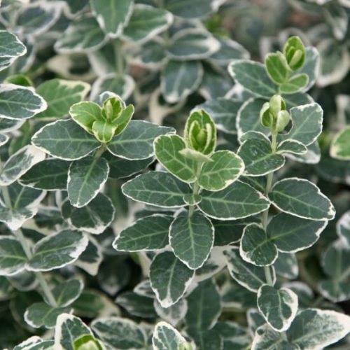 Fehértarka levelű kúszó kecskerágó 'Emerald Gaiety' fajta - Euonymus fortunei 'Emerald Gaiety'