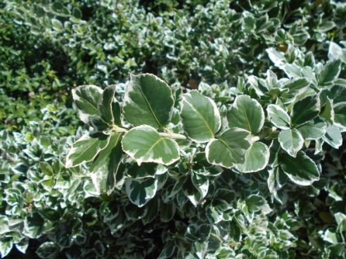 Kúszó kecskerágó 'Silver Queen' fajta - Euonymus fortunei 'Silver Queen'