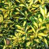 Arany japán kecskerágó 'Aureus' fajta - Euonymus japonicus 'Aureus'