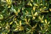 Arany japán kecskerágó 'Aureus' fajta - Euonymus japonicus 'Aureus'