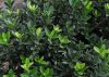 Törpe japán kecskerágó 'Microphyllus' fajta - Euonymus japonicus 'Microphyllus'