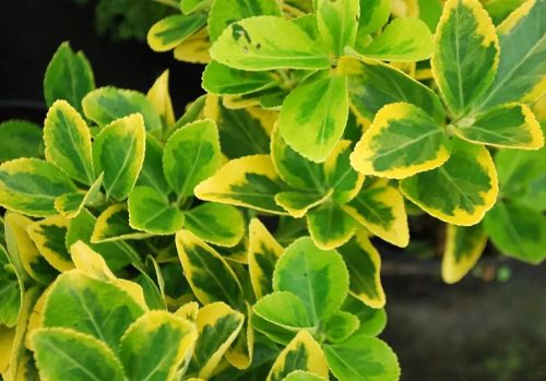 Sárga szegélyű japán kecskerágó 'Ovatus Aureus' fajta - Euonymus japonicus 'Ovatus Aureus'