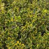 Sárga szegélyű japán kecskerágó 'Ovatus Aureus' fajta - Euonymus japonicus 'Ovatus Aureus'