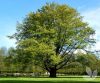 Közönséges bükk - Fagus sylvatica