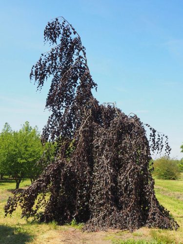 Szomorú vérbükk - Fagus sylvatica 'Purpurea Pendula'