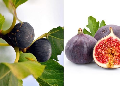 Füge 'Brogiotto Nero' fajta - Ficus carica 'Brogiotto Nero'