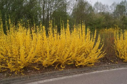 Aranyfa 'Flojor' fajta - Forsythia x intermedia 'Flojor'