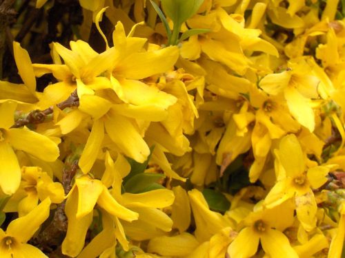 Aranyfa 'Goldzauber' fajta - Forsythia x intermedia 'Goldzauber'