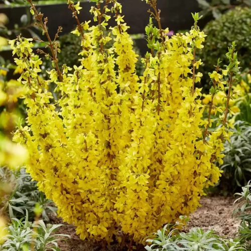 Törpe aranyfa 'Mikador' fajta - Forsythia x intermedia 'Mikador'