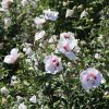 Mályvacserje 'China Chiffon' fajta - Hibiscus syriacus 'China Chiffon'