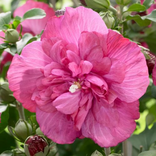 Mályvacserje 'Magenta Chiffon' fajta - Hibiscus syriacus 'Magenta Chiffon'