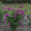 Mályvacserje 'Magenta Chiffon' fajta - Hibiscus syriacus 'Magenta Chiffon'