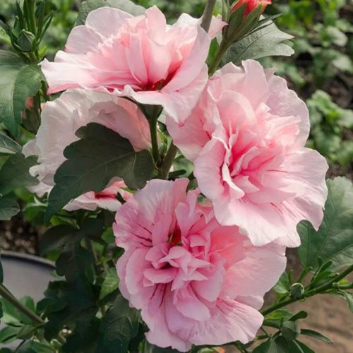 Mályvacserje 'Pink Chiffon' fajta - Hibiscus syriacus 'Pink Chiffon'