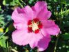 Mályvacserje 'Pink Giant' fajta - Hibiscus syriacus 'Pink Giant'