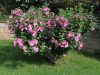 Mályvacserje 'Pink Giant' fajta - Hibiscus syriacus 'Pink Giant'