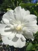 Mályvacserje 'White Chiffon' fajta - Hibiscus syriacus 'White Chiffon'