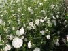 Mályvacserje 'White Chiffon' fajta - Hibiscus syriacus 'White Chiffon'