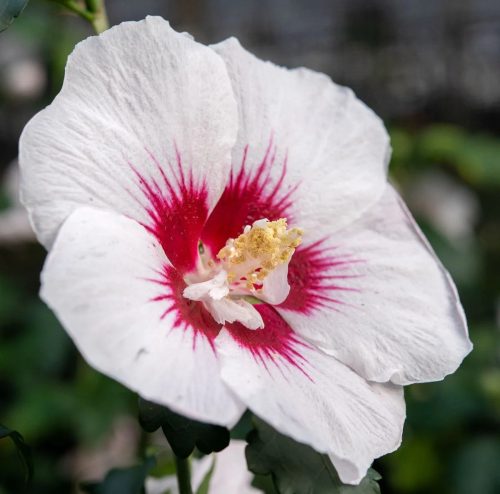 Mályvacserje 'Helena' fajta - Hibiscus syriacus 'Helena'