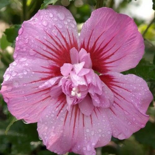 Mályvacserje 'Maike' fajta - Hibiscus syriacus 'Maike'