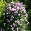 Mályvacserje 'Maike' fajta - Hibiscus syriacus 'Maike'