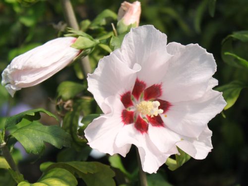 Mályvacserje 'Mathilde' fajta - Hibiscus syriacus 'Mathilde'