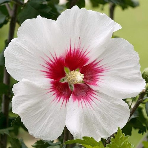 Mályvacserje 'Red Heart' fajta - Hibiscus syriacus 'Red Heart'