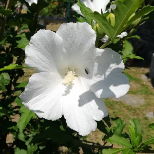 Mályvacserje 'Totus Albus' fajta - Hibiscus syriacus 'Totus Albus'