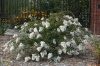 Selyemmirtusz 'Acoma' fajta - Lagerstroemia 'Acoma'