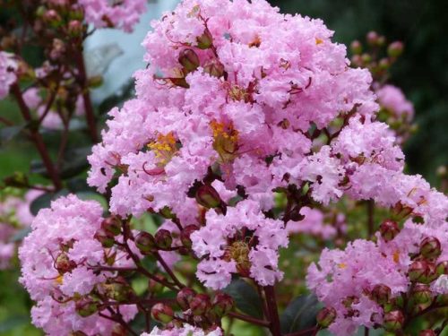 Selyemmirtusz 'Rhapsody in Pink' fajta - Lagerstroemia 'Rhapsody in Pink'