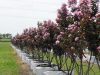 Selyemmirtusz 'Rhapsody in Pink' fajta - Lagerstroemia 'Rhapsody in Pink'