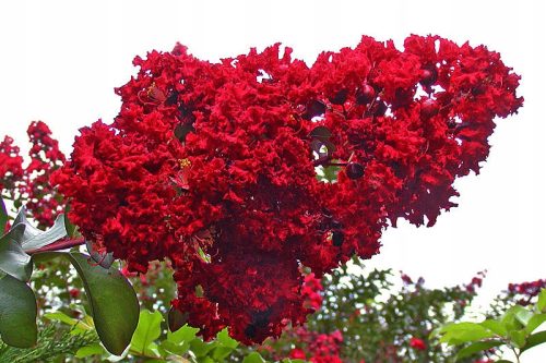 Selyemmirtusz 'Red Imperator' fajta - Lagerstroemia 'Red Imperator'