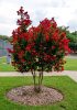 Selyemmirtusz 'Red Imperator' fajta - Lagerstroemia 'Red Imperator'