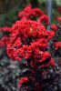 Selyemmirtusz 'Best Red' fajta - Lagerstroemia 'Best Red'