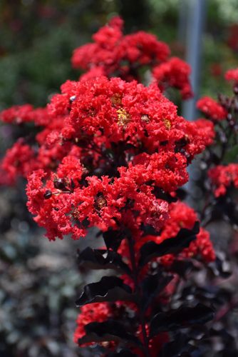 Selyemmirtusz 'Best Red' fajta - Lagerstroemia 'Best Red'