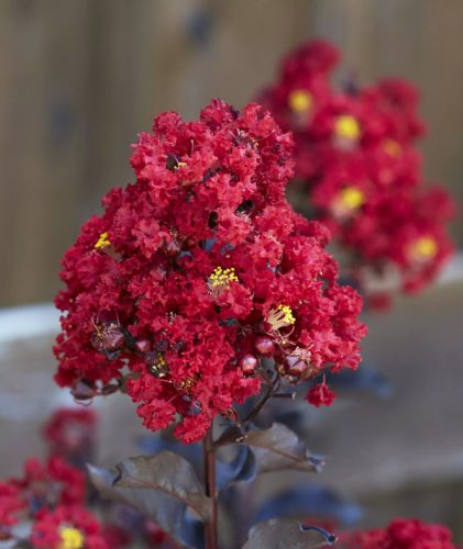 Selyemmirtusz 'Black Diamond Red Hot' fajta - Lagerstroemia 'Black Diamond Red Hot'