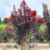 Selyemmirtusz 'Black Diamond Red Hot' fajta - Lagerstroemia 'Black Diamond Red Hot'