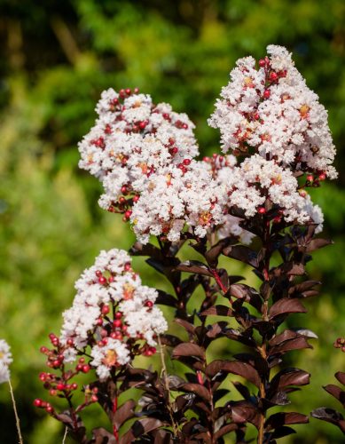 Selyemmirtusz 'Black Diamond Blush' fajta - Lagerstroemia 'Black Diamond Blush'