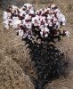 Selyemmirtusz 'Black Diamond Blush' fajta - Lagerstroemia 'Black Diamond Blush'