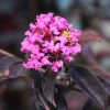 Selyemmirtusz 'Black Diamond Lavander Lace' fajta - Lagerstroemia 'Black Diamond Lavander Lace'