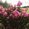 Selyemmirtusz 'Black Diamond Lavander Lace' fajta - Lagerstroemia 'Black Diamond Lavander Lace'